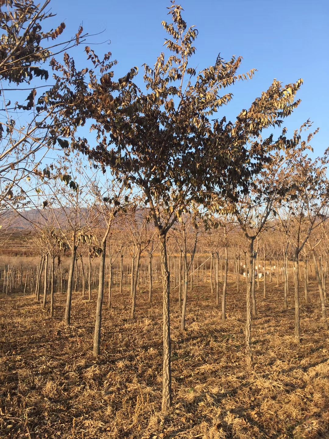  黃柏樹價(jià)格 黃菠蘿樹價(jià)格 黃菠蘿小苗 大樹 常年批發(fā)