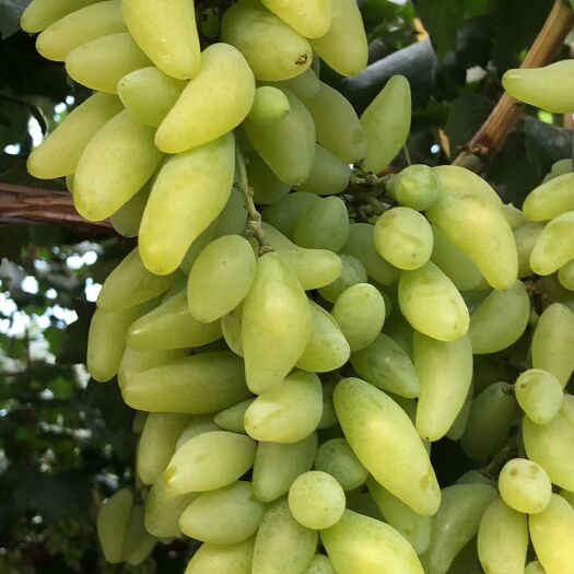 平度市金手指葡萄苗  山东青岛平度葡萄苗优质葡萄苗