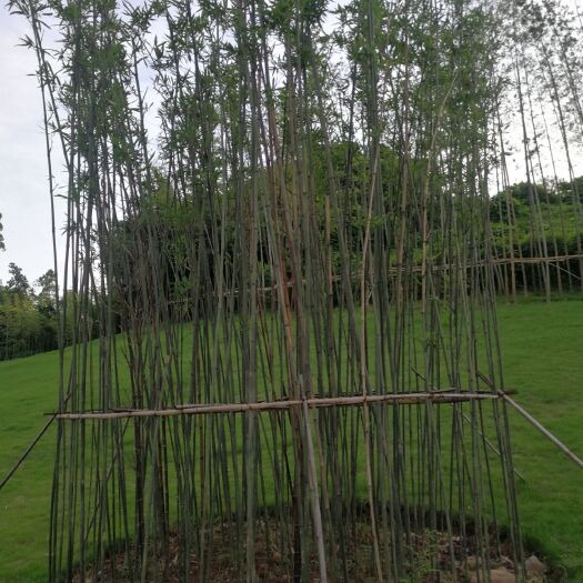 苗子竹 大量供应水竹苗，各种规格都有