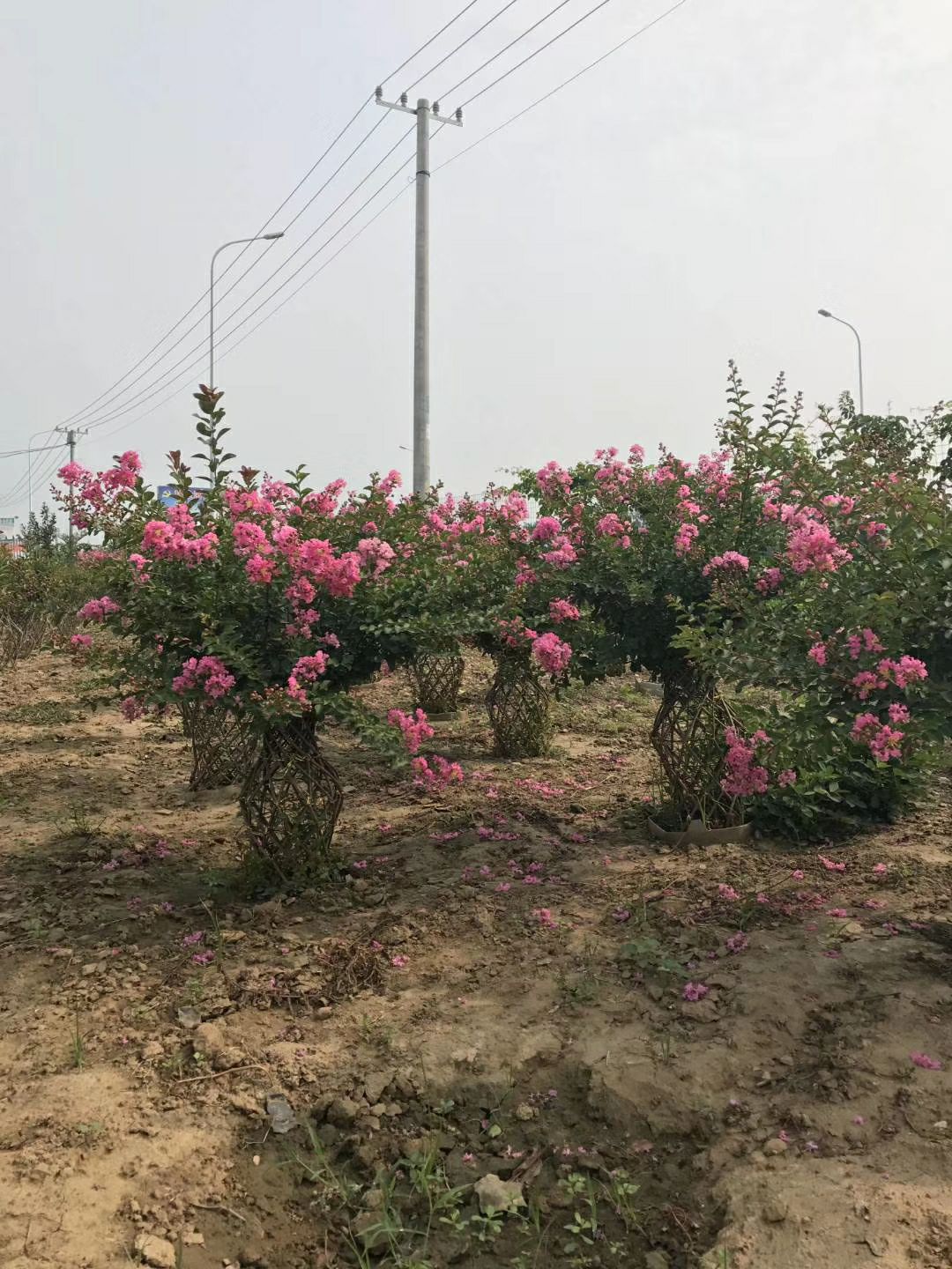 咨询服务 编制紫薇花瓶