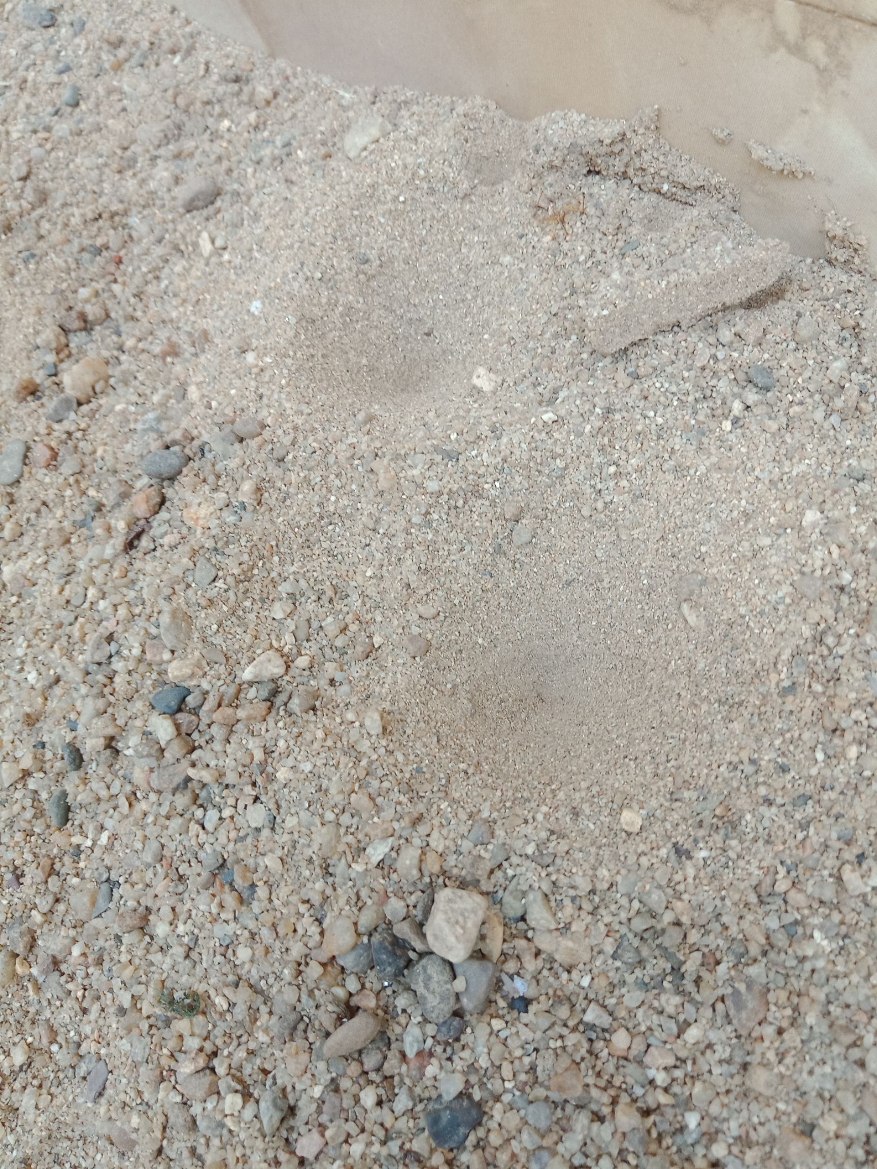 金沙牛 