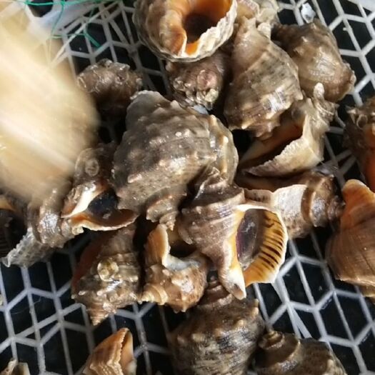 天津 海螺，皮薄肉肥！