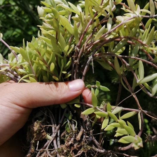 阳新县垂盆草 
