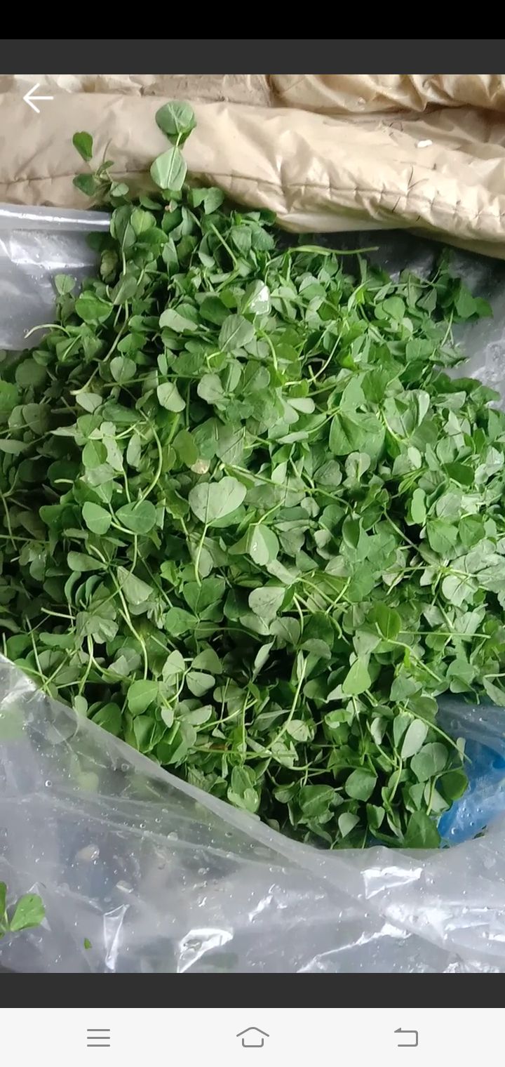 南通野生金花菜 质量保证。绿色安全。