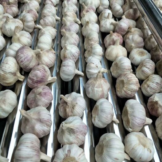 邳州市红皮蒜 江苏省徐州市邳州市 混级统货 新蒜 库内蒜 干蒜