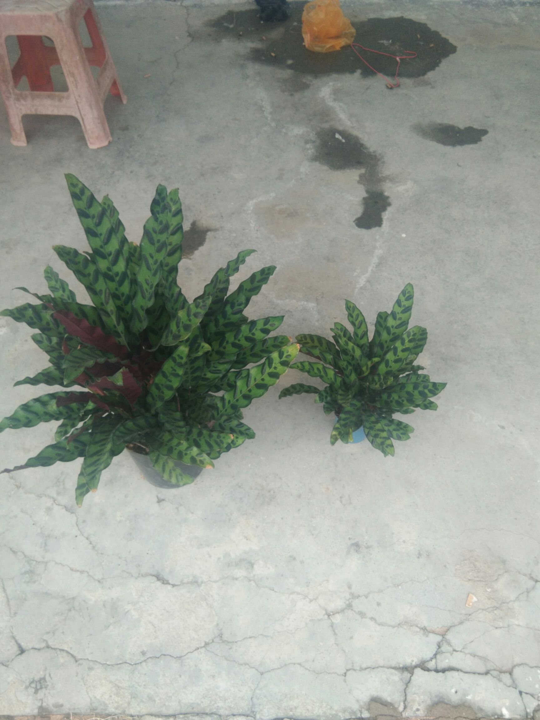 豹纹竹芋 40万盆竹芋，找销路