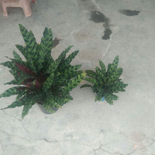 东方市豹纹竹芋 40万盆竹芋，找销路