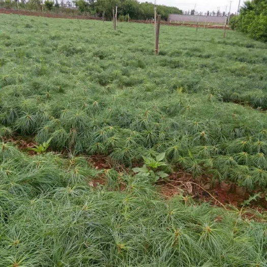 华山松，30公分以上，无纺布袋大量供应需要的老板赶紧了