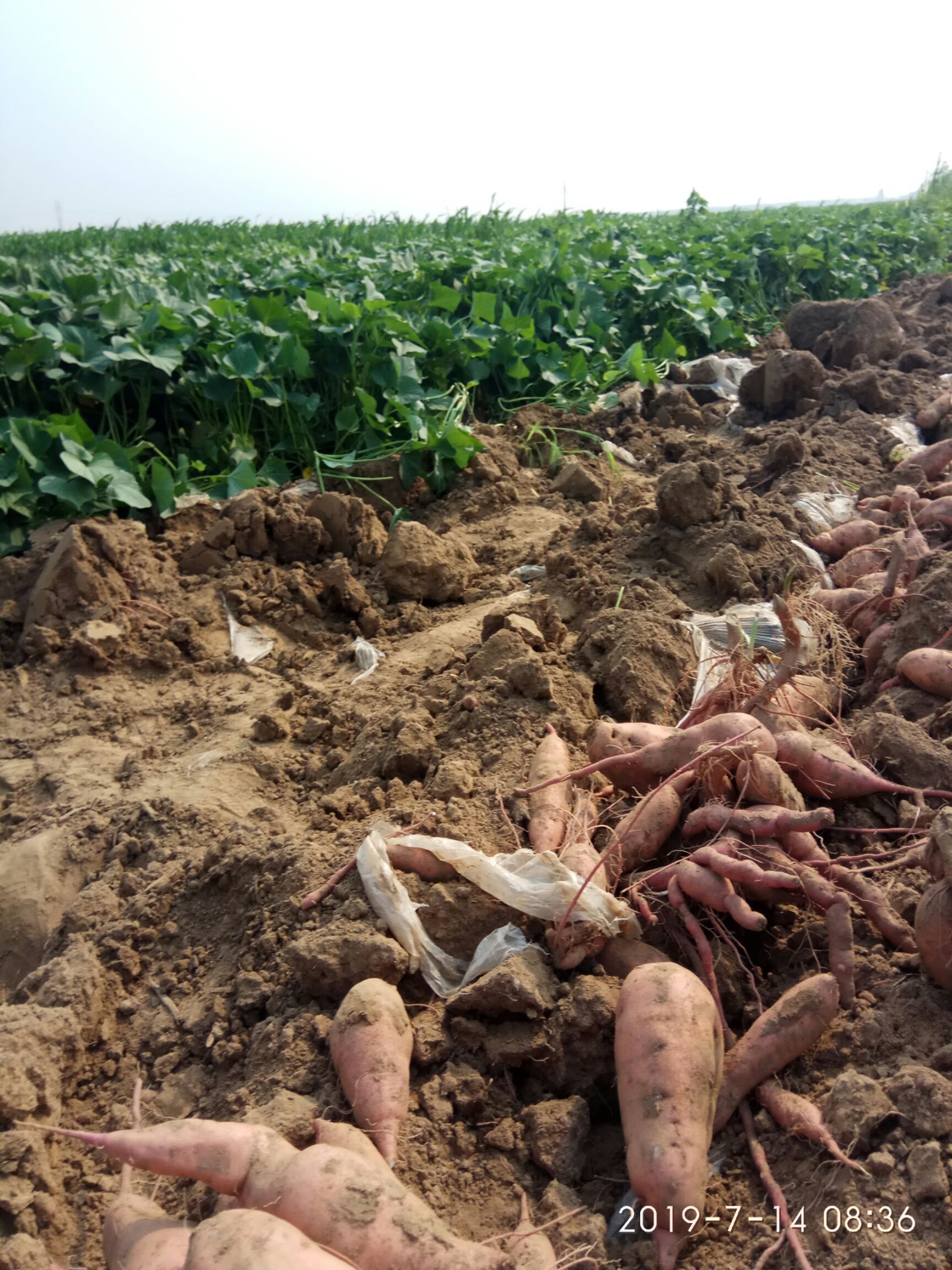 龙薯九号 2两以上。 黄皮