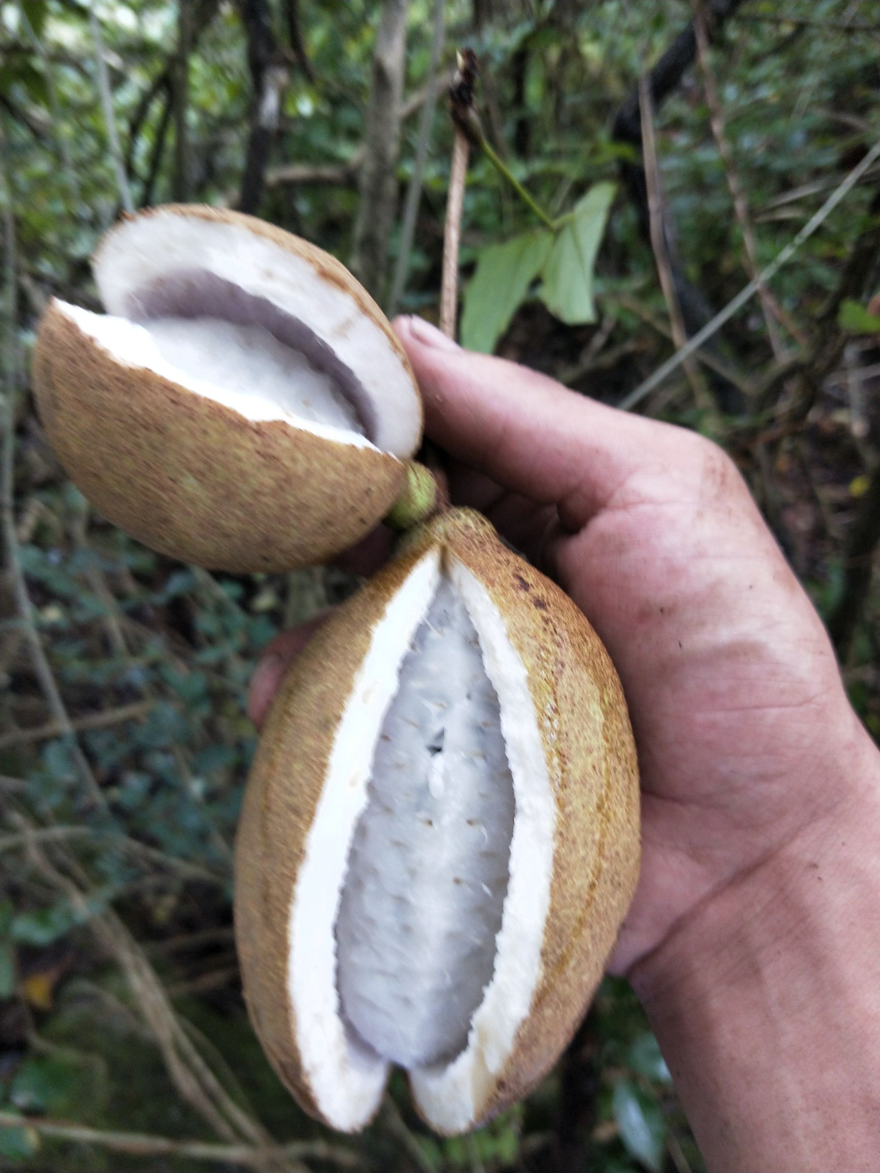 [野生八月瓜批发]生八月瓜 80-90g 种植价格16元/斤 - 惠农网