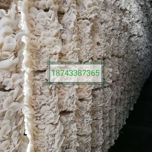 白木耳  白玉木耳