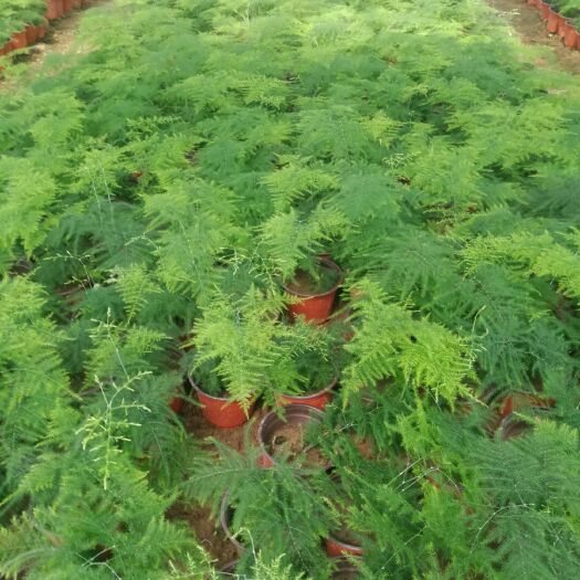 青州市优质文竹