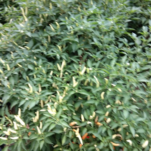 涡阳县鲜泡椒 泡椒