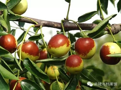 金丝小枣 小枣圈