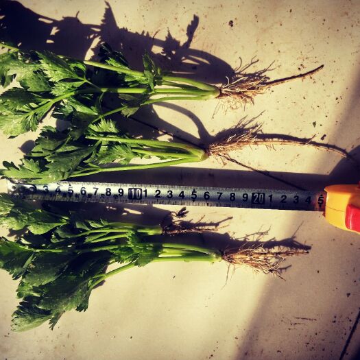 芹菜苗 穴盘，西芹苗，山东