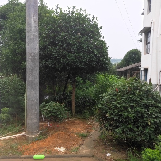 浏阳市 桂花树