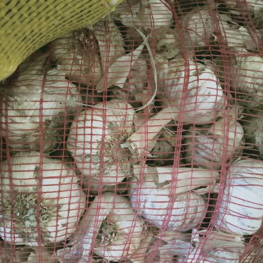 郯城县 精品红皮大蒜6cm以上