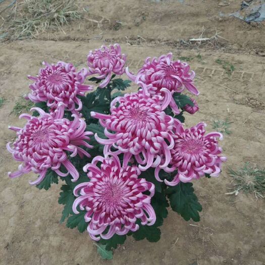 亳州彩菊花苗 观赏菊花