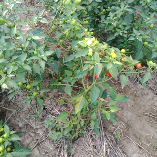 西华县草莓椒 5~10cm 特辣 红色