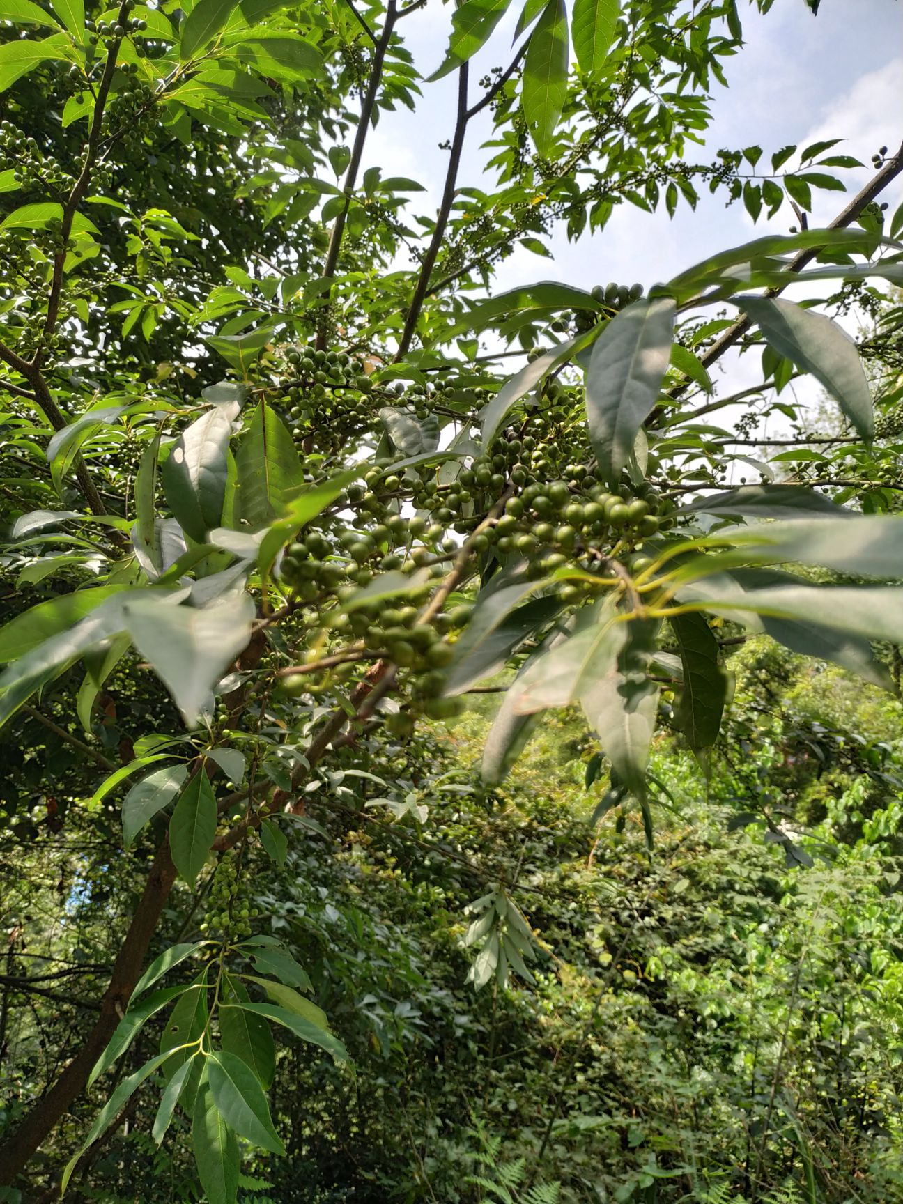 山胡椒木姜子有大量姜木子出售己上市需要的联系我