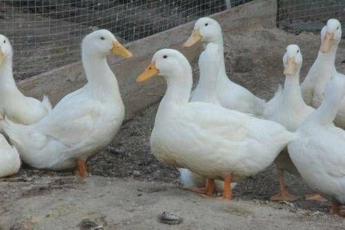 南宁 肉鸭白鸭桂柳鸭苗樱桃谷45天出栏