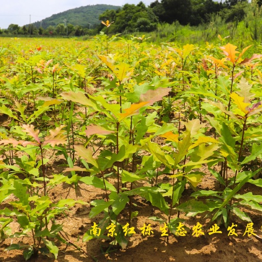 南京娜塔栎小苗高120~150公分