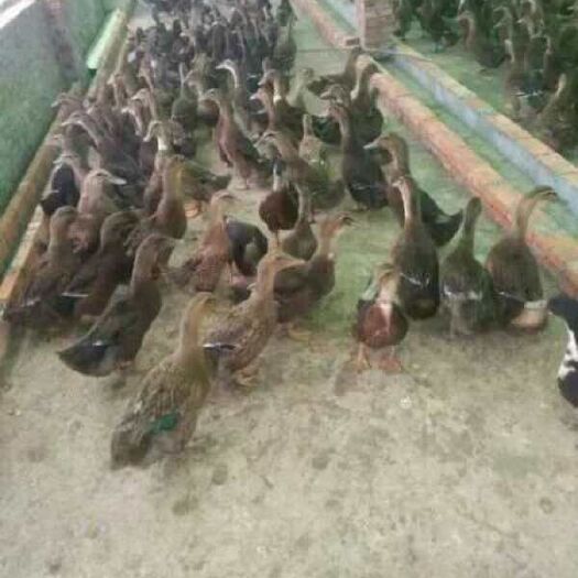 重庆市大品种麻鸭苗