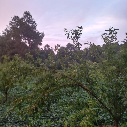  高山脆红李