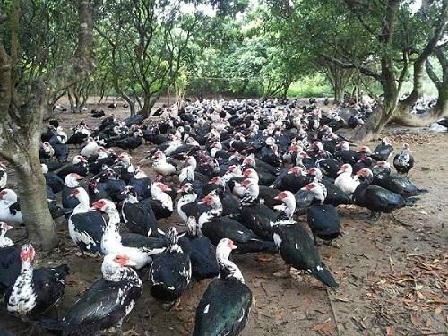 南宁 大种西洋鸭苗 白番鸭苗 火鸭苗 红脸鸭苗 番鸭苗 非洲雁苗