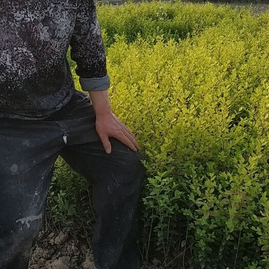 潢川县小叶黄杨 供应各种绿化树及绿蓠小苗，及床苗！