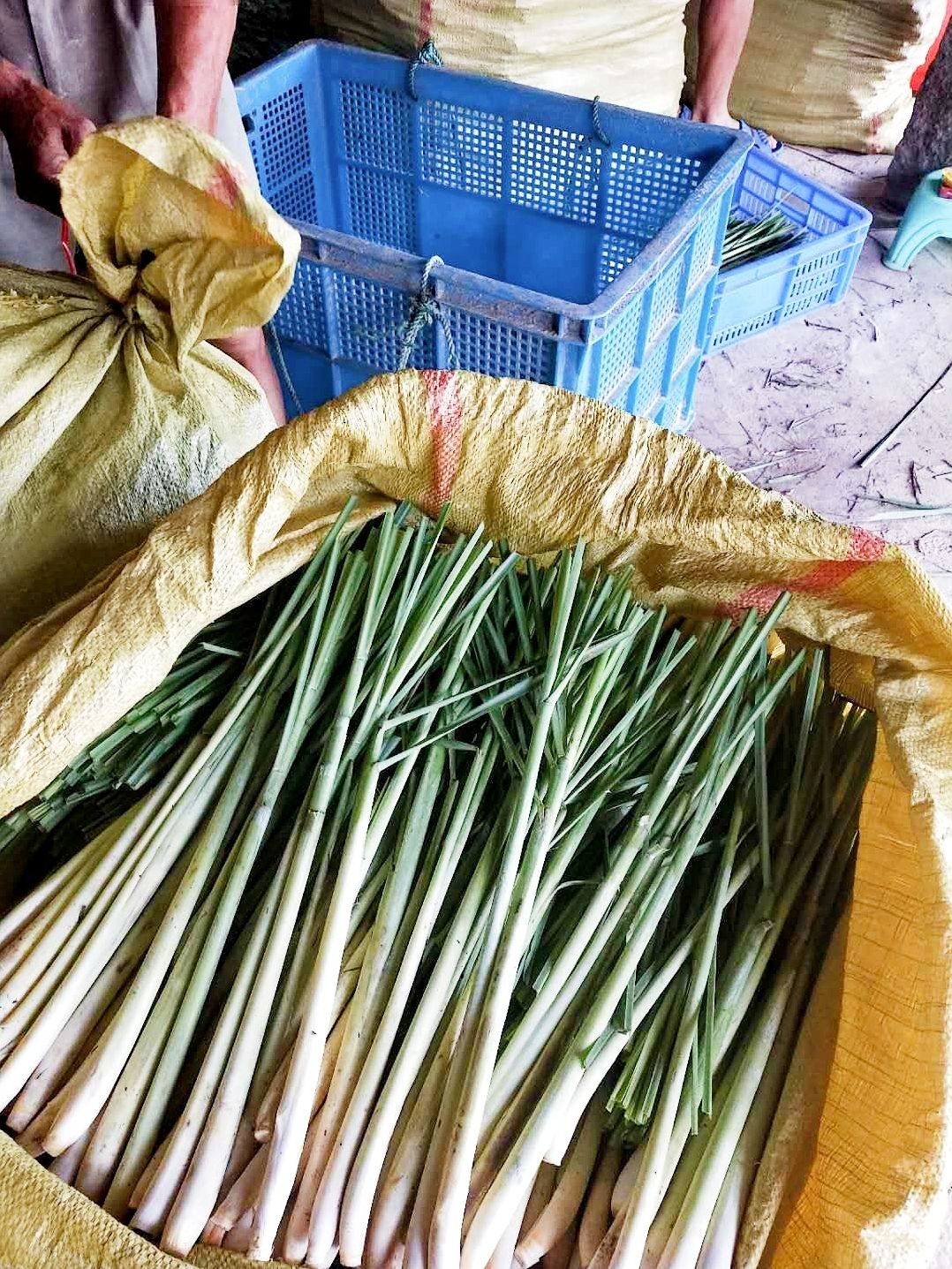 [香茅批发] 新鲜香茅草香茅茎食用泰国柠檬香茅