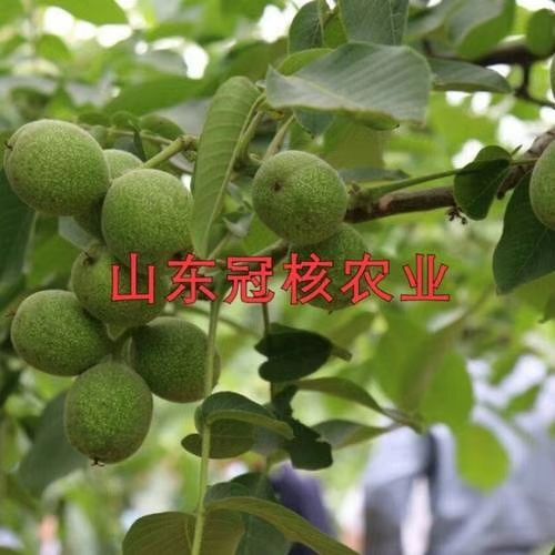 淄博 优质核桃苗