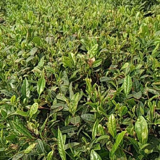莒县雪青茶  日照绿茶