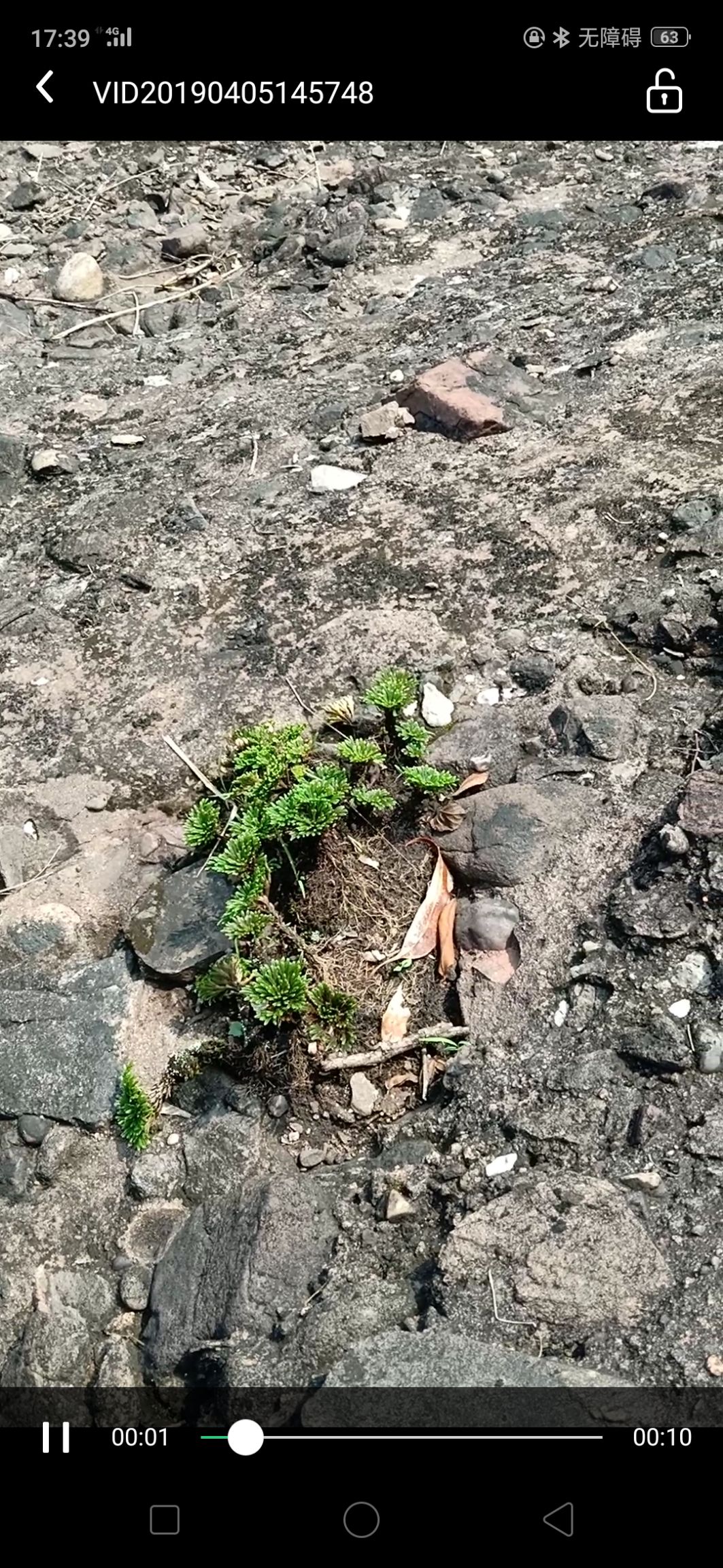 桂平市天然草地 天然养生植物