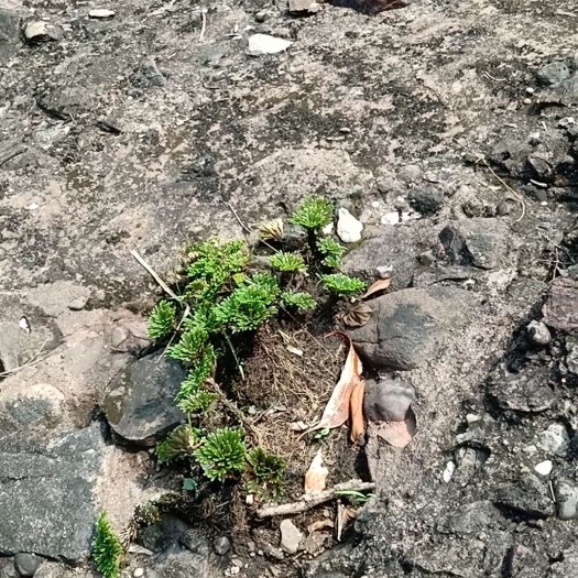 天然草地 天然养生植物