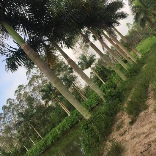 博罗县大王椰子树 大王椰