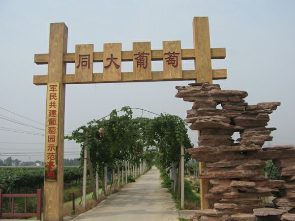 庐江县 合肥乒乓藤稔葡萄