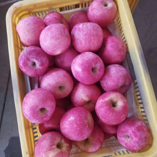 栖霞市 山东烟台苹果预售