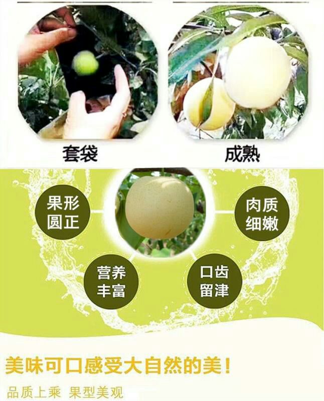 炎陵新世纪梨新鲜水果现摘现发皮薄肉厚高山雪晶梨黄金梨包邮