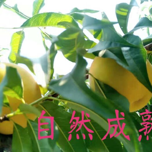 荆州锦绣黄桃 55mm以上 4两以上