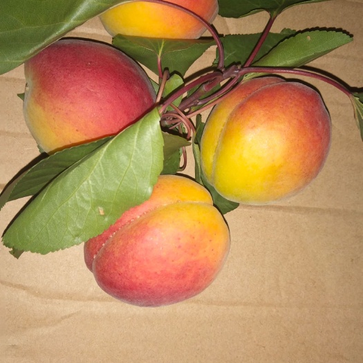  杏，串红杏