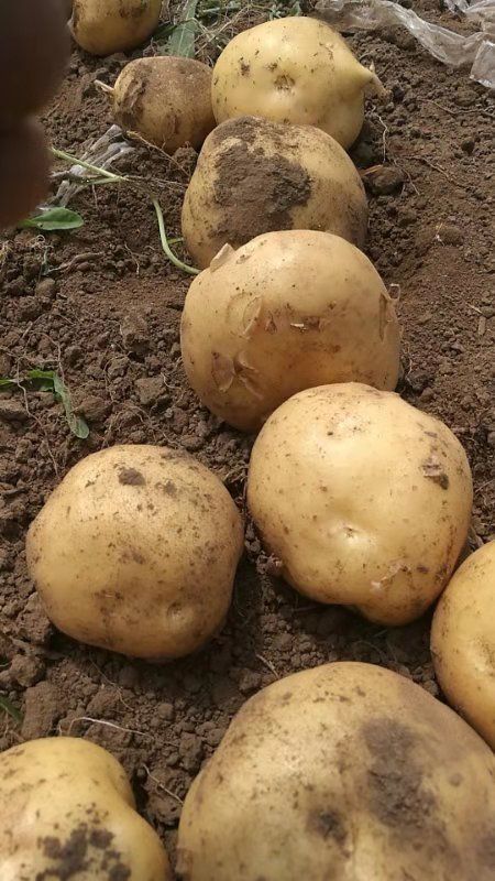 梨树县 出售尤金荷兰十五土豆