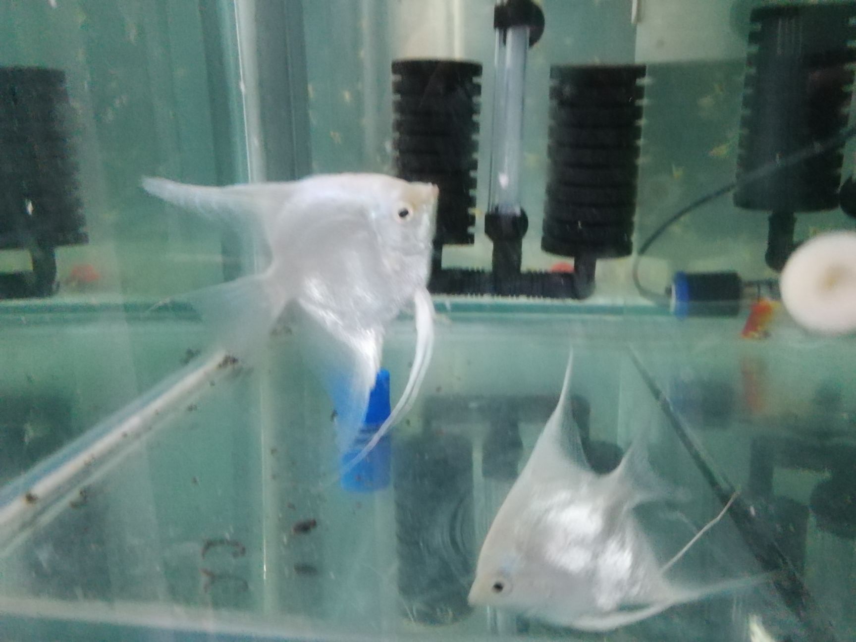 七彩神仙鱼 燕鱼，批发零售都有，具体咨询后在买，量大从优优！