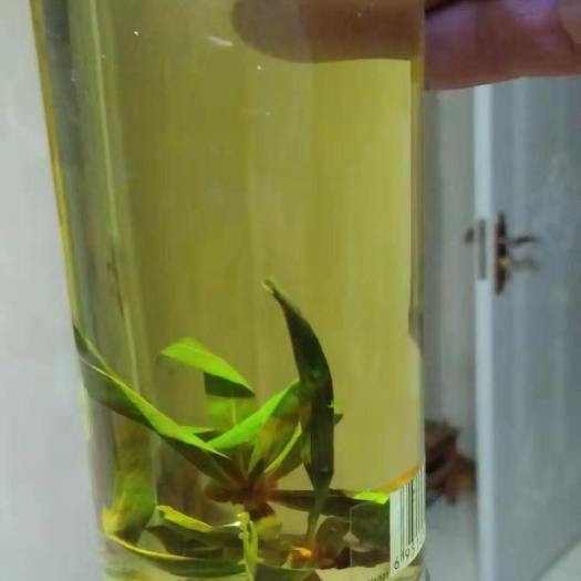 嘉峪关市野生绿茶 野茶