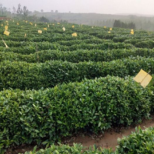 五莲县 不用化肥不喷农药自家种植的茶树绿茶自采自己加工