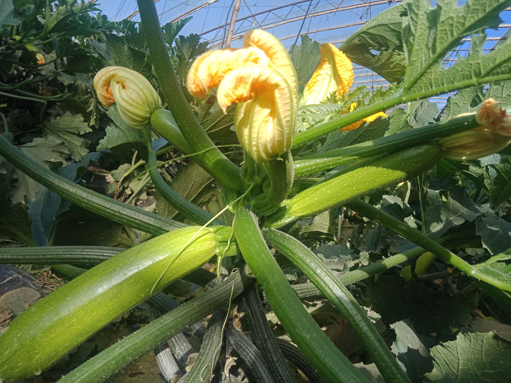 绿皮西葫芦种子 瓜条长，颜色绿