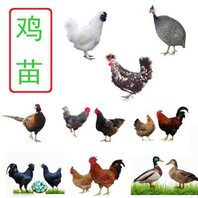 广州土鸡苗  优质公鸡苗厂家批发，全国发运，鸡苗批发价格