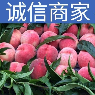 沂水县 山东毛桃 北京八号 红不软桃大量批发供应