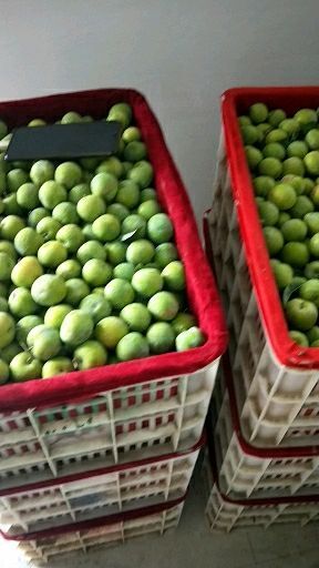 大荔县陕西青脆李大量上市现货供应货源充足欲购从速价格优惠