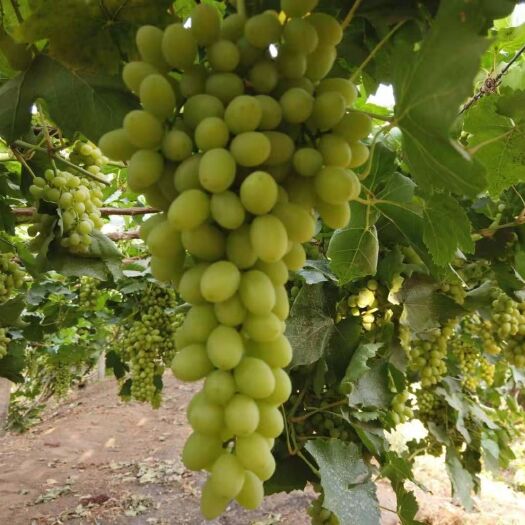 吐鲁番无核白葡萄 新疆无核白